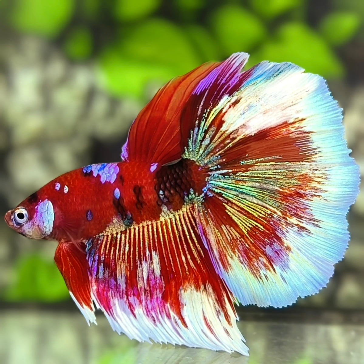 Red Barongsai Galaxy Halfmoon Betta Fish Male