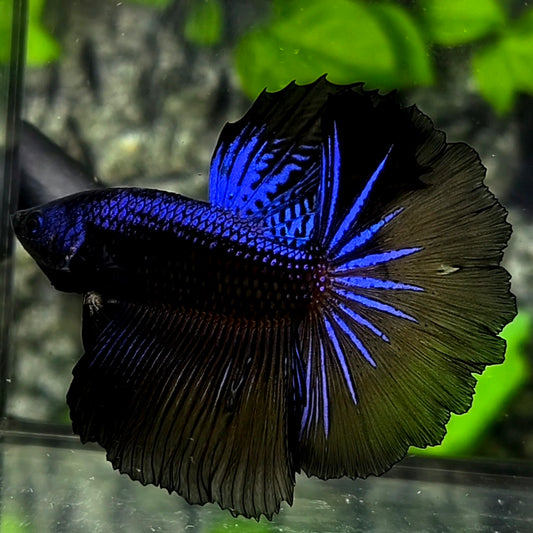 Junior Purple Black Samurai Startail Halfmoon Betta Fish Male