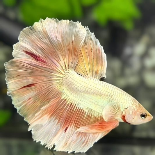 Platinum Rosegold Halfmoon Betta Fish Male