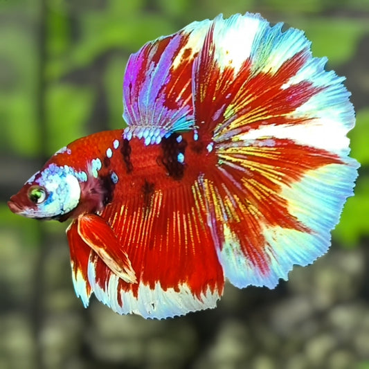 Red Barongsai Galaxy Halfmoon Betta Fish Male