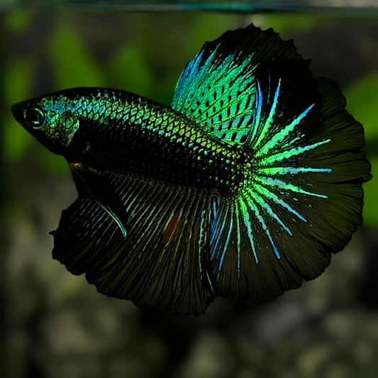 Junior Green Black Samurai Startail Halfmoon Betta Fish Male