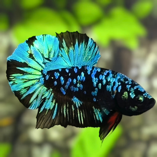 Avatar Blackstar Green HMPK Betta Fish Male