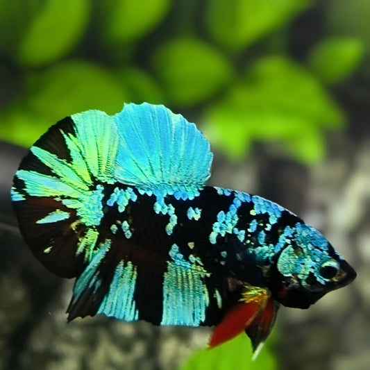 Avatar Blackstar Green HMPK Betta Fish Male