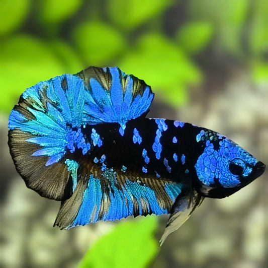 Avatar Blackstar Turquoise HMPK Betta Fish Male