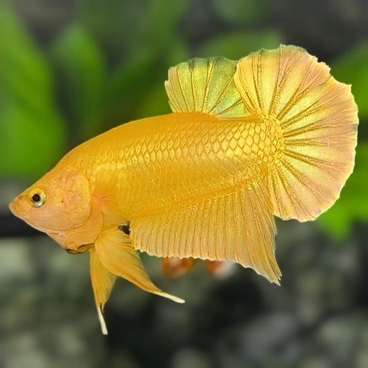 Solid Super Gold 24K Over HMPK Betta Fish Male