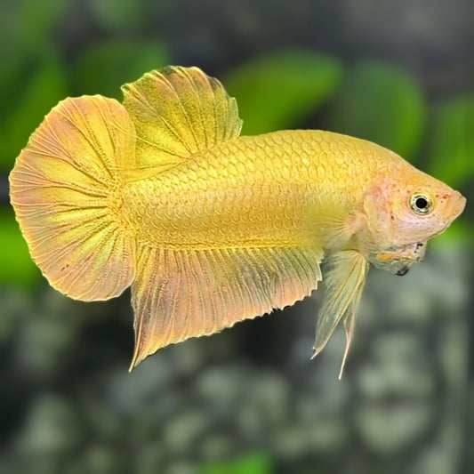 Solid Super Gold 24K HMPK Betta Fish Male