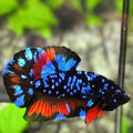Avatar Blackstar Blue Red HMPK Betta Fish Male