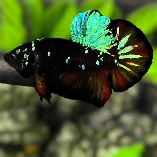 Avatar Blackstar Green HMPK Betta Fish Male