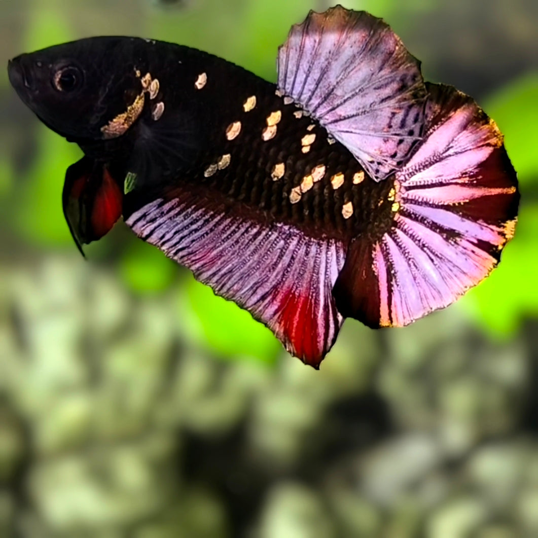 Avatar Black Panther HMPK Betta Fish Male