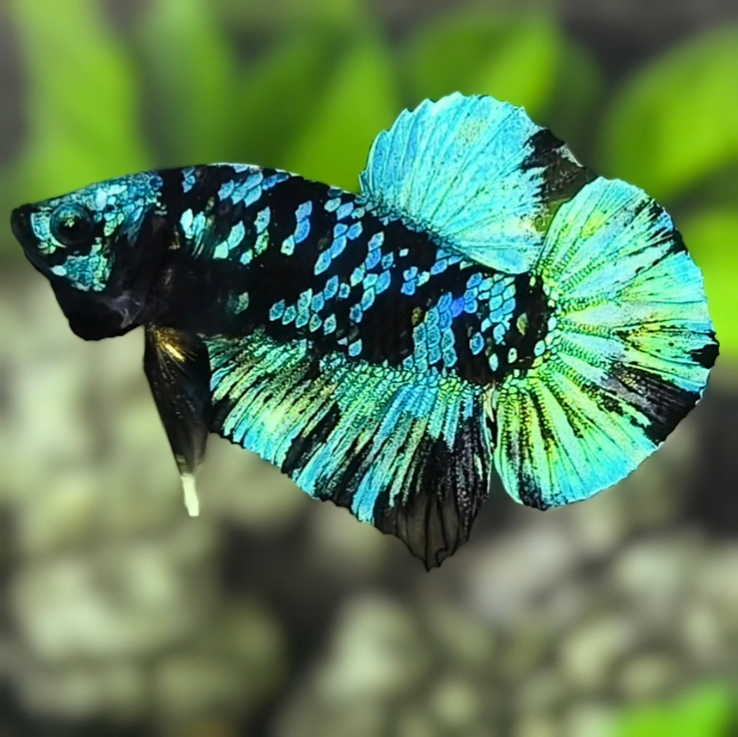 Avatar Blackstar Green HMPK Betta Fish Male