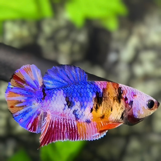 Multicolor Candy HMPK Betta Fish Female For Sorority / Breed
