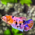Multicolor Candy HMPK Betta Fish Female For Sorority / Breed