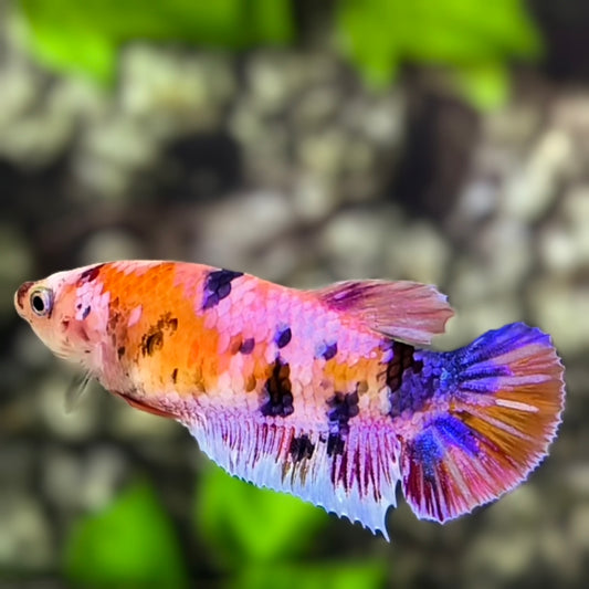 Multicolor Candy HMPK Betta Fish Female For Sorority / Breed