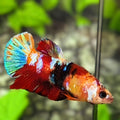 Multicolor Galaxy HMPK Betta Fish Female For Sorority / Breed