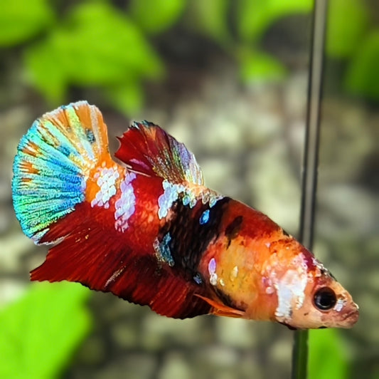 Multicolor Galaxy HMPK Betta Fish Female For Sorority / Breed