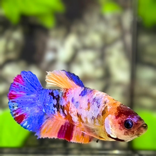 Multicolor Candy Galaxy HMPK Betta Fish Female For Sorority / Breed