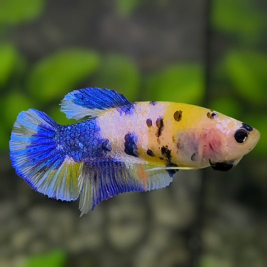 Yellow Blue Koi Galaxy HMPK Betta Fish Female For Sorority / Breed #YKG