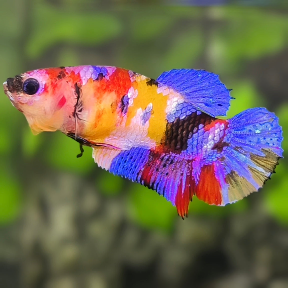 Yellowbase Multicolor Galaxy HMPK Betta Fish Female For Sorority / Breed