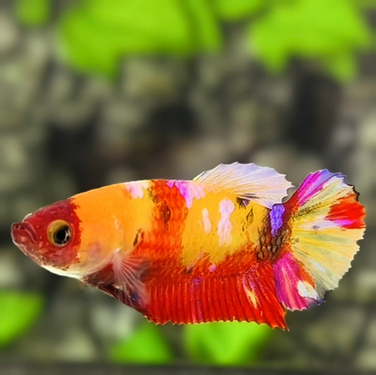 Yellowbase Koi Galaxy HMPK Betta Fish Female For Sorority / Breed