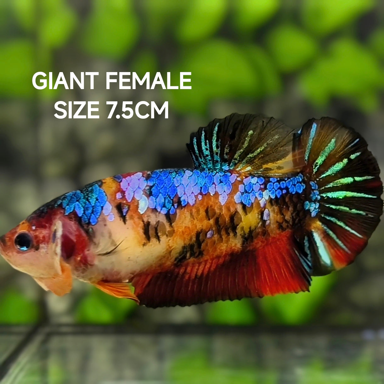 Multicolor Galaxy JUMBO GIANT HMPK Betta Fish Female