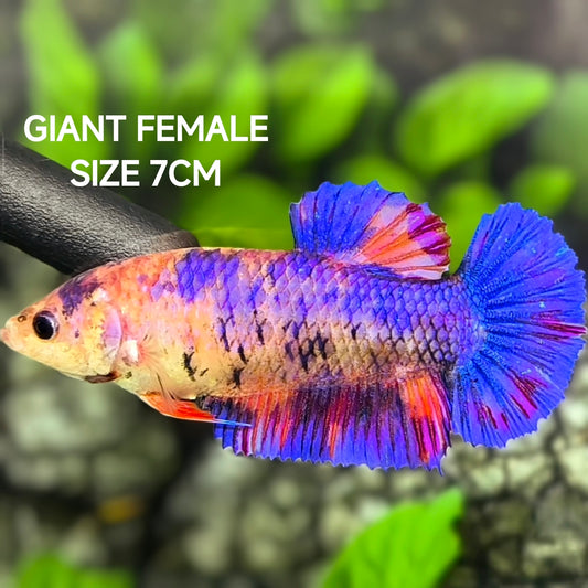 Multicolor Candy JUMBO GIANT HMPK Betta Fish Female