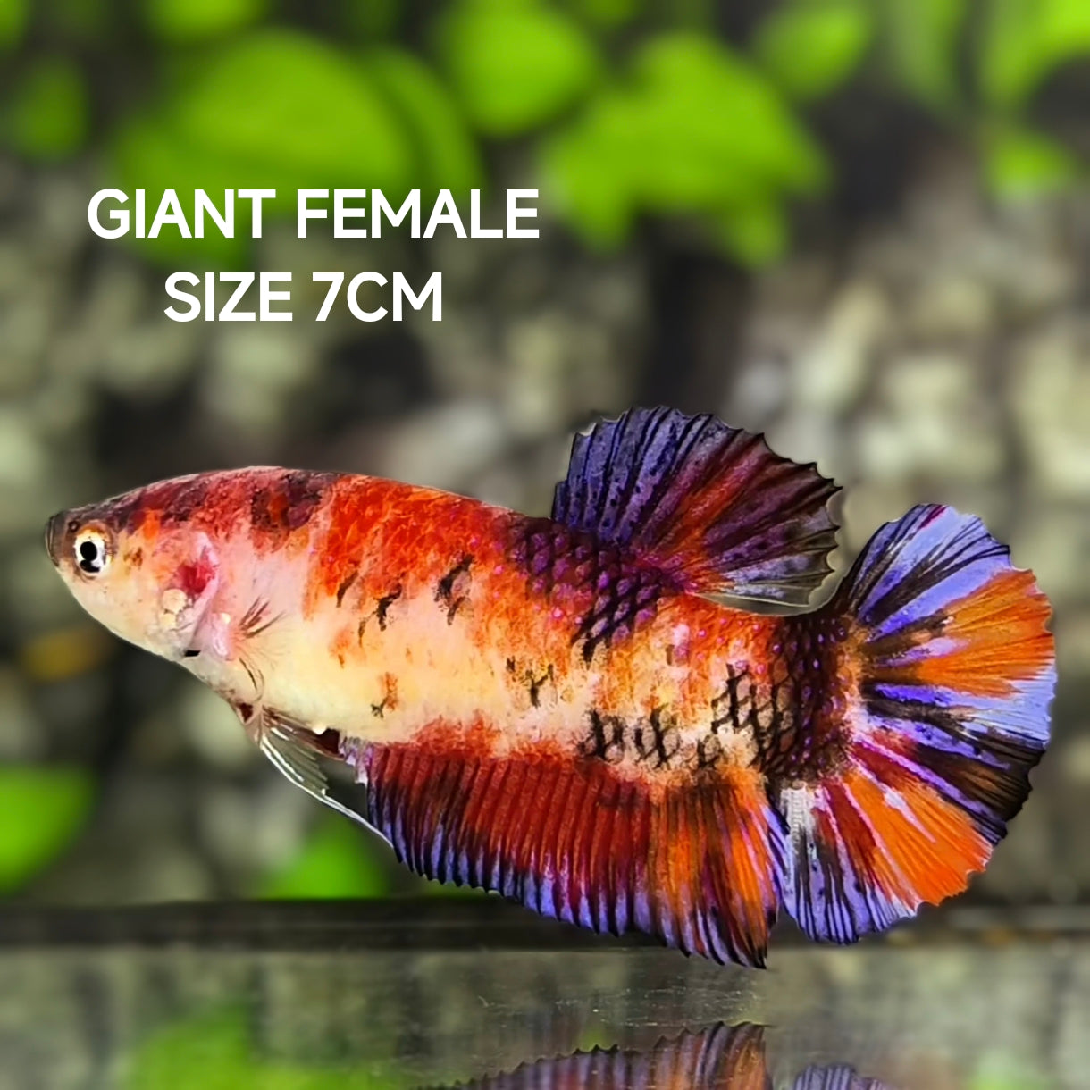 Candy Koi JUMBO GIANT HMPK Betta Fish Female