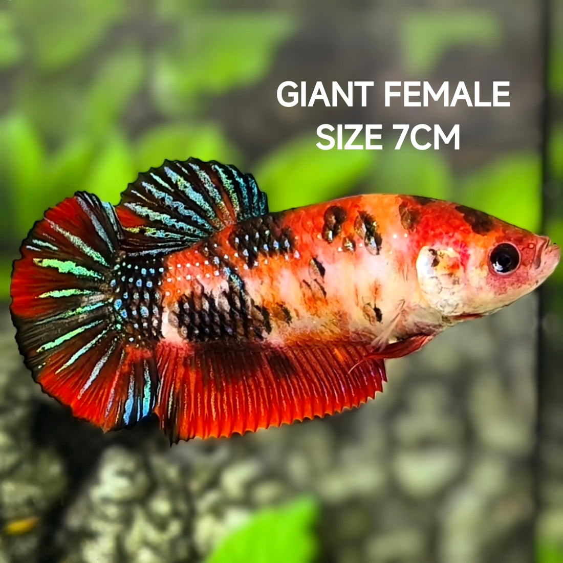Koi Tiger Metalic JUMBO GIANT HMPK Betta Fish Female