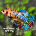 Multicolor JUMBO GIANT HMPK Betta Fish Female