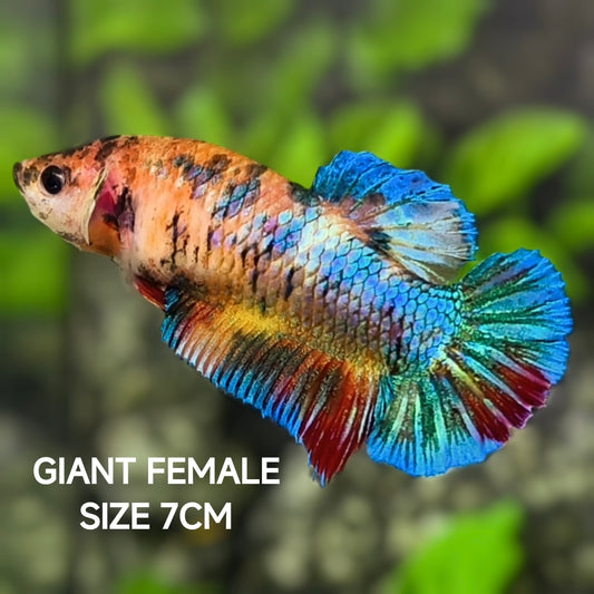 Multicolor JUMBO GIANT HMPK Betta Fish Female