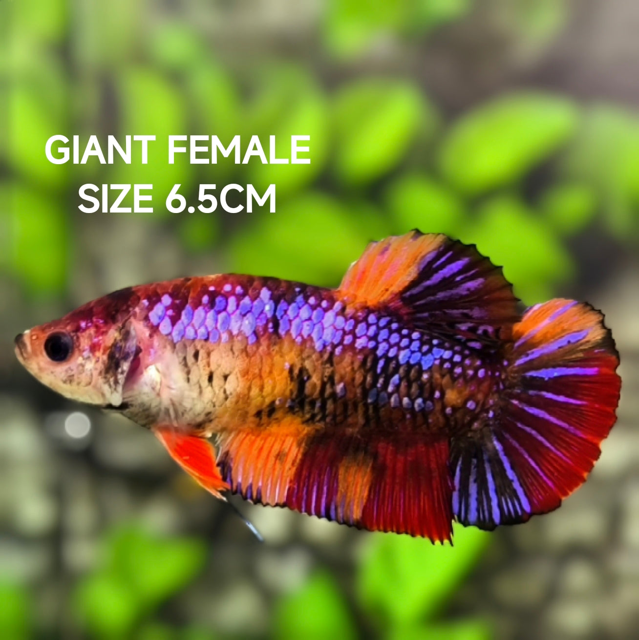 Multicolor Purple Samurai Candy JUMBO GIANT HMPK Betta Fish Female