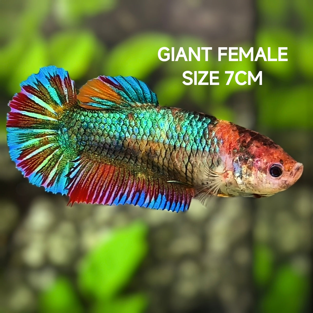 Multicolor Green Samurai JUMBO GIANT HMPK Betta Fish Female