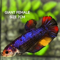 Purple Samurai Candy Multicolor JUMBO GIANT HMPK Betta Fish Female