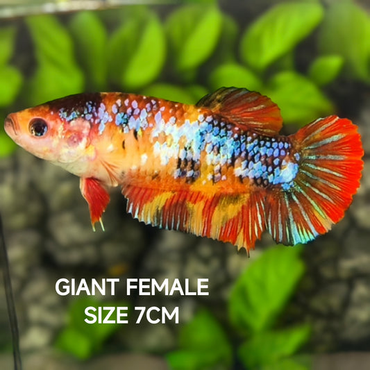 Multicolor Galaxy JUMBO GIANT HMPK Betta Fish Female