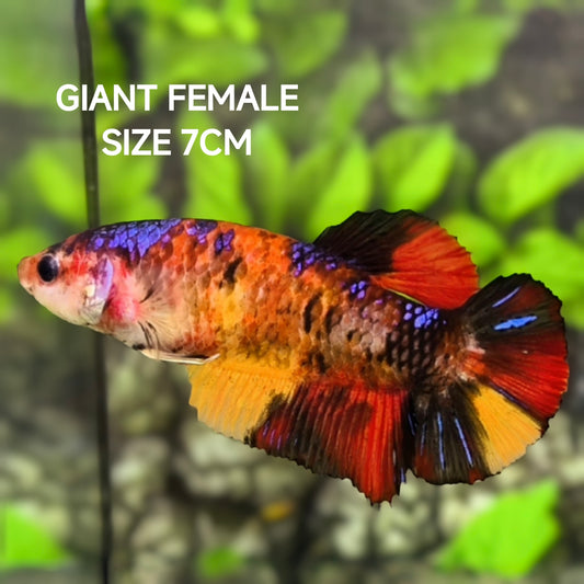 Multicolor Koi Galaxy JUMBO GIANT HMPK Betta Fish Female