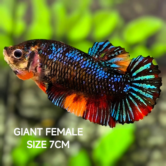 Black Variant Samurai JUMBO GIANT HMPK Betta Fish Female