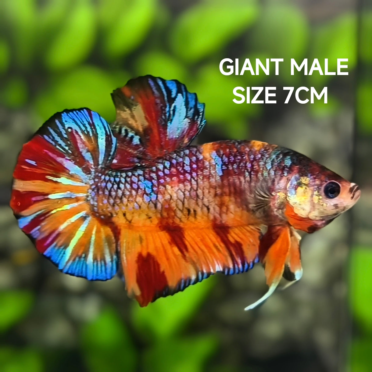 Multicolor Metalic JUMBO GIANT HMPK Betta Fish Male
