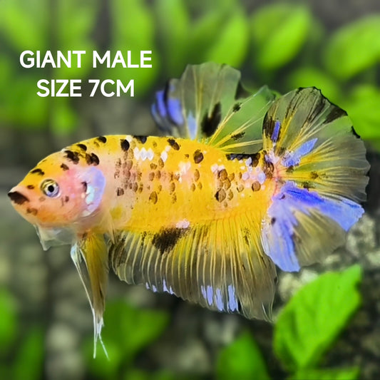 Yellow Tiger Koi Jumbo GIANT HMPK Betta Fish Male