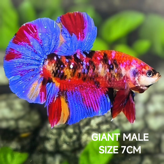 Multicolor Koi Galaxy JUMBO GIANT HMPK Betta Fish Male