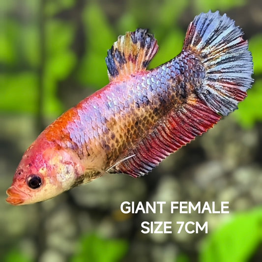 Multicolor Candy JUMBO GIANT HMPK Betta Fish Female