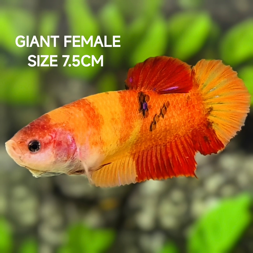 Yellowbase Nemo Koi JUMBO GIANT HMPK Betta Fish Female