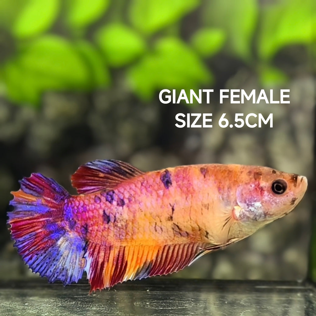 Multicolor Candy JUMBO GIANT HMPK Betta Fish Female