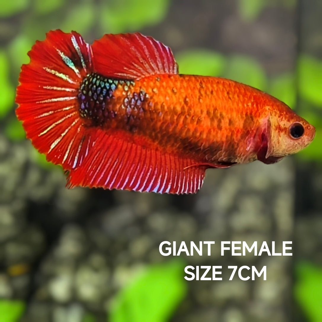 Red Hellboy JUMBO GIANT HMPK Betta Fish Female