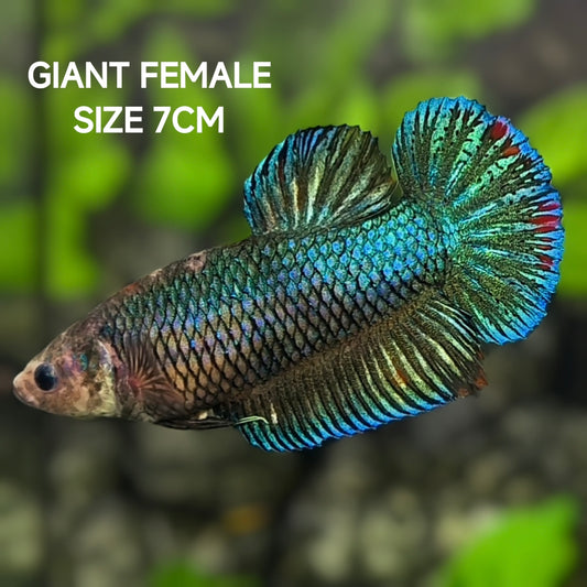 Green JUMBO GIANT HMPK Betta Fish Female