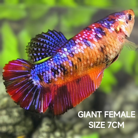 Multicolor Galaxy JUMBO GIANT HMPK Betta Fish Female