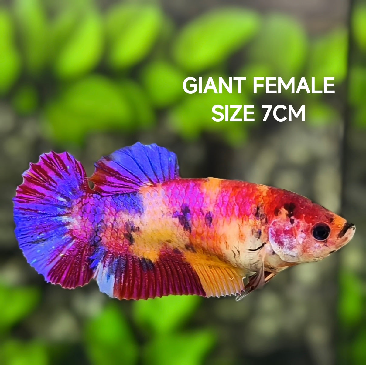 Multicolor Candy JUMBO GIANT HMPK Betta Fish Female