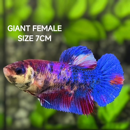 Multicolor JUMBO GIANT HMPK Betta Fish Female