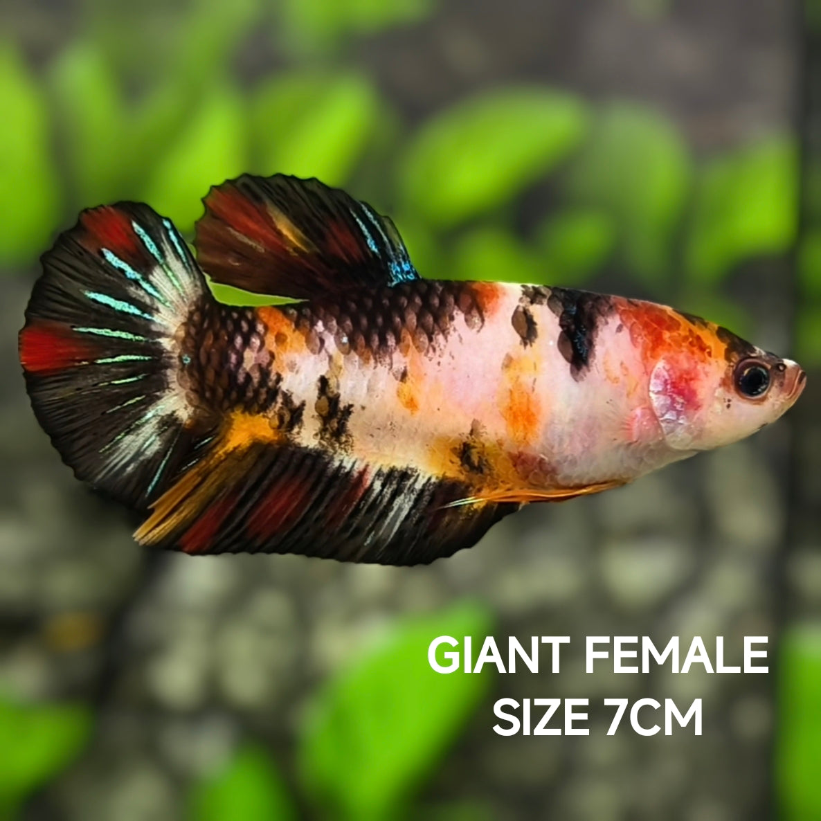 Black Koi JUMBO GIANT HMPK Betta Fish Female