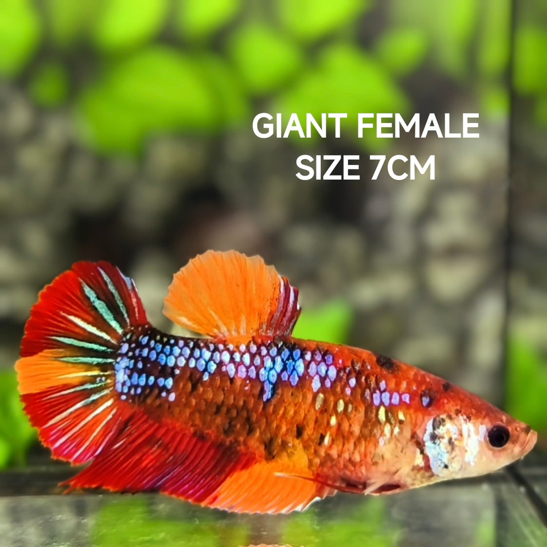 Multicolor Candy Galaxy JUMBO GIANT HMPK Betta Fish Female