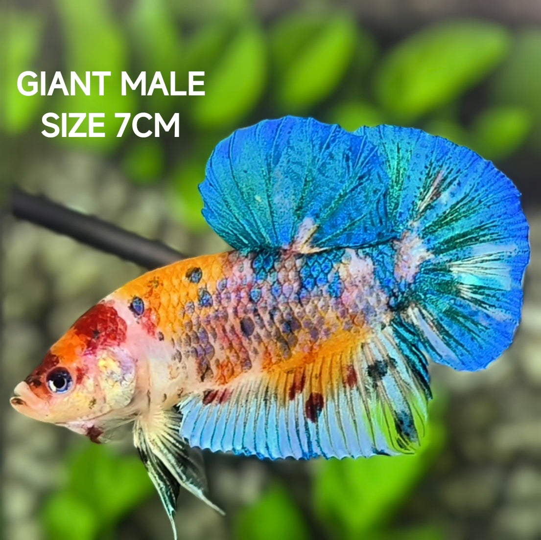 Multicolor Metalic JUMBO GIANT HMPK Betta Fish Male