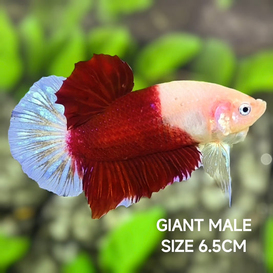 RARE Red Koi Tancho GIANT HMPK Betta Fish Male